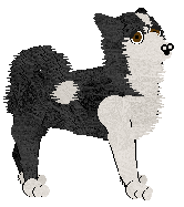 Karelian Bear Dog - Quasar