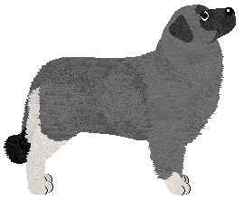 Karst Shepherd Dog - Unknown