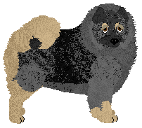 Keeshond - Supernova V2