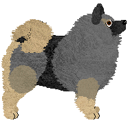 Keeshond - Supernova V1