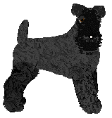 Kerry Blue Terrier - Abnormality V1