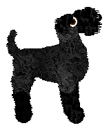 Kerry Blue Terrier - Faerie Barn Dance