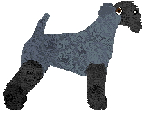 Kerry Blue Terrier - Abnormality V2