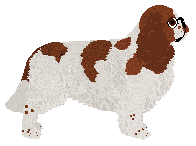 King Charles Spaniel - Supernova V2