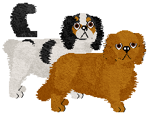 King Charles Spaniel - Supernova V1