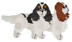 King Charles Spaniel - Abnormality