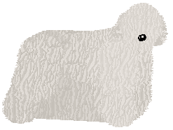 Komondor - Supernova