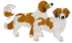 Kooikerhondje - Bekki