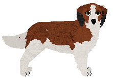 Kooikerhondje - Supernova