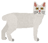 Kurilian Bobtail - Supernova