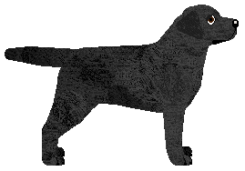 Labrador Retriever - Mira