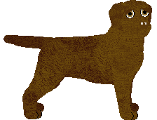 Labrador Retriever - Java