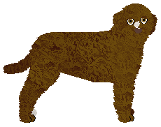 Lagotto Romagnolo - Supernova