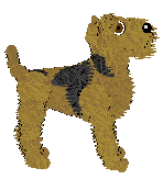 Lakeland Terrier - AR/Cierra V1