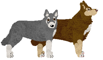 Lapponian Herder - Java