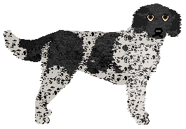 Large Munsterlander - Supernova V2