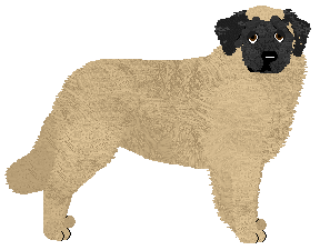 Leonberger - Supernova