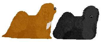 Lhasa Apso - Supernova