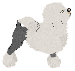 Lowchen - Abnormality