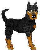 Manchester Terrier - Abnormality