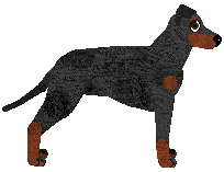Manchester Terrier - Supernova
