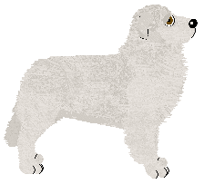 Maremma Sheepdog - Hurricane