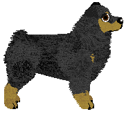 Miniature American Shepherd - Supernova