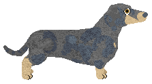 Miniature Dachshund - Supernova (Shorthair)