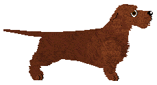 Miniature Dachshund - Filigree (Wirehair)