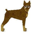 Miniature Pinscher - Bramblewood