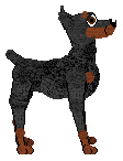 Miniature Pinscher - Fango