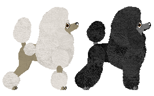 Miniature Poodle - Bekki