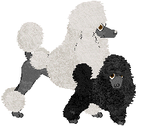 Miniature Poodle - Abnormality