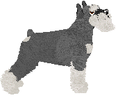 Miniature Schnauzer - Abnormality