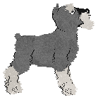 Miniature Schnauzer - Faerie Barn Dance