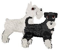 Miniature Schnauzer - Supernova V1