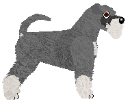 Miniature Schnauzer - Supernova V2