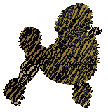 Multicoloured Poodle - Abnormality (Toy)