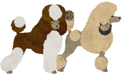 Multicoloured Poodle - Bekki (Standard)