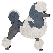 Miniature Poodle - Abnormality (Miniature)