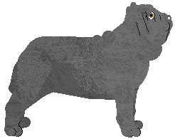 Neapolitan Mastiff - Abnormality V1