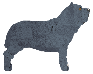 Neapolitan Mastiff - Abnormality V2