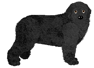 Newfoundland - Abnormality V3