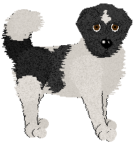 Newfoundland - Abnormality V1