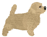Norfolk Terrier - Abnormality V2