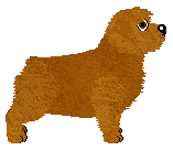Norfolk Terrier - Semicolon