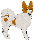 Norrbottenspets - Unknown