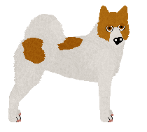 Norrbottenspets - Supernova