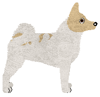 Norrbottenspets - Bramblewood V2