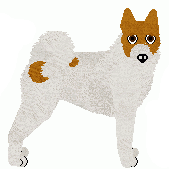 Norrbottenspets - Bramblewood V1